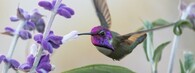 kolibřík kalypta kalifornská