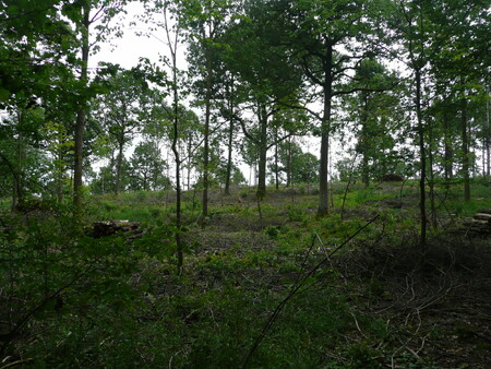 Pohled do jedinečného tvaru lesa, kde se setkává sofistikované intenzivní hospodaření s požadavky ochrany přírody (Uffenheim, Německo).