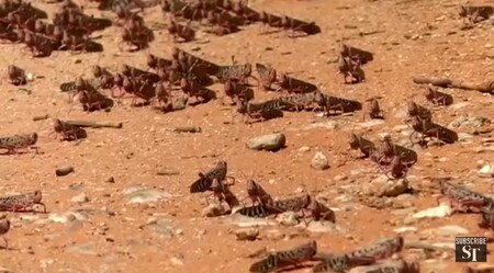 Somálsko se potýká s nejhorší invazí pouštních sarančat za posledních 25 let. / Ilustrační foto