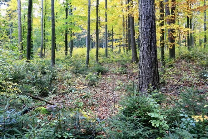 V pestrém a přirozeně se obnovujícím lese nalezne i zvěř mnohem lepší životní podmínky.