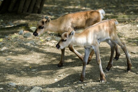Zoo Praha jako jediná v České republice chová a množí vzácné soby karelské. Tato samička (na obrázku) se narodila 16. května.