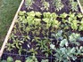Do miniaturních políček se sází po čtyřech hlávkách salátu, devíti trsech špenátu nebo se vyseje 16 mrkví či 16 ředkviček