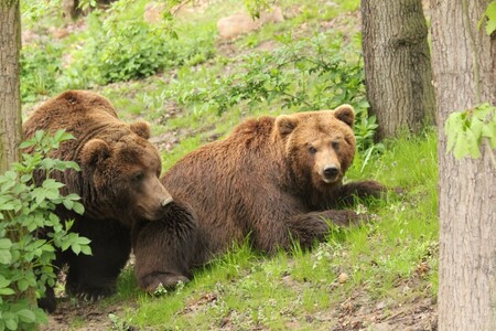 Zoo Brno chovalo samce Jelizara a samici Kamčatku. Zoo Brno ve středu utratila samce medvěda kamčatského Jelizara. Medvěd byl od konce dubna v zázemí v péči veterinárního lékaře.