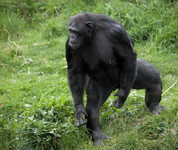 Šimpanz stojící na zadních