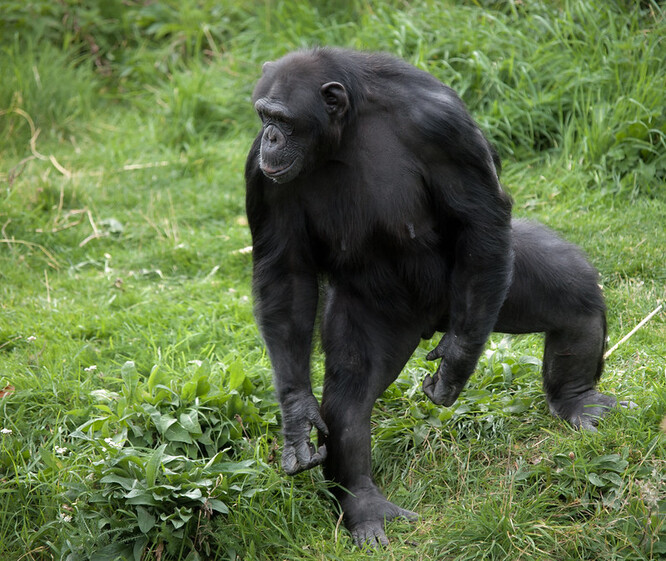 Piel a jeho tým po dobu 15 měsíců studovali 13 šimpanzů, kteří žijí v údolí Issa v západní Tanzanii, tedy v prostředí podobném tomu, které obývali dávní předkové lidí. Ilustrační foto