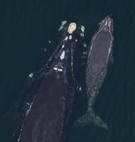 Mládě velryby pravé váží přes jednu tunu, když se narodí. Během doby, kdy se o ně stará matka, pak přibývají 45 kg za den. Mládě zůstává s matkou asi rok.