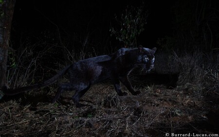 Černé zbarvení těchto kočkovitých šelem způsobuje melanismus, tedy výrazné rozvinutí tmavého pigmentu.