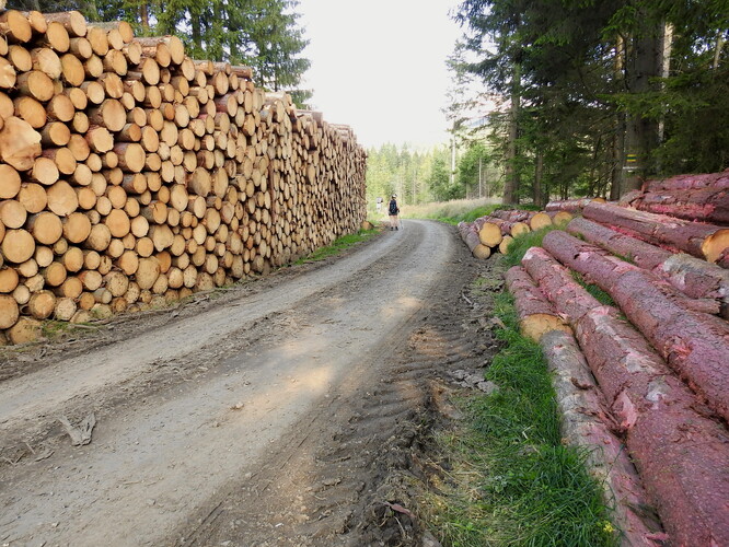 Vytěženého a chemicky asanované dřevo na lesní cestě pod Koberštejnem.