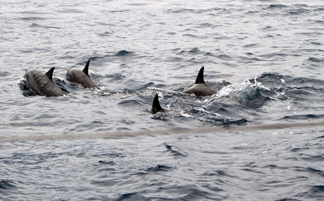 Delfíny moře ve Francii vyplavuje na břehy každý rok, letošní počet uhynulých mořských savců ale označil oceánografický institut v západofrancouzském La Rochelle za bezprecedentní.