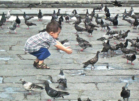 V současné době je v metropoli Katalánska Barceloně asi 85.000 holubů, kteří podle radnice představují riziko pro zdraví obyvatel i turistů a poškozují také památky ve městě.