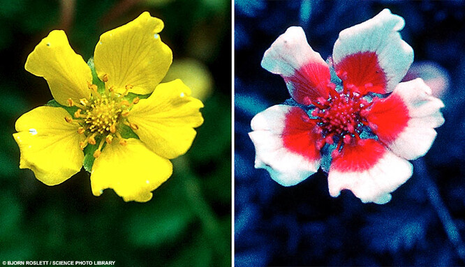 Květ mochny v detailu. Nalevo běžná fotografie, napravo UV fotografie po digitální úpravě, jak ji vidí oko opylovače. Místo na květu, kde má dojít k opylení, je často tvořeno kontrastní barvou, která bývá pro člověka neviditelná.