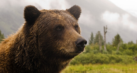 Severoameričtí a kanadští biologové dumají nad „nedostatečnou distribucí“ medvědů už delší dobu. Například populace medvědů v oblasti Okanaganu slibně narůstá, ale do přilehlých Monashee Mountains se jim vůbec nechce. Ilustrační foto.