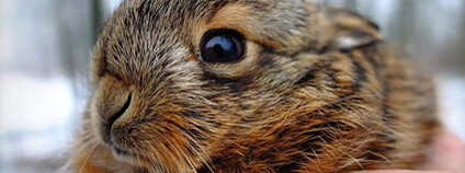 Foto: LubosHouska / Pixabay Foto: LubosHouska / Pixabay