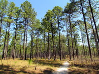Borovice lesní v Severní Karolíně
