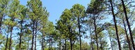 Borovice lesní v Severní Karolíně
