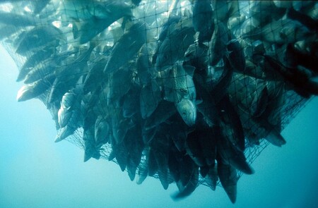 V sedmdesátých letech minulého století přiváželi rybáři ze Severního oceánu kolem 270 000 tun tresek ročně. V praxi to znamenalo, že každý rok bylo odloveno mezi 40-60 % veškeré populace tohoto druhu. Což je pochopitelně dlouhodobě neudržitelné. / Ilustrační foto