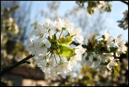 Intenzivněji se sady v metropoli začaly obnovovat v roce 2009, vysazeno už bylo kolem 1500 stromů. Intenzivněji se sady v metropoli začaly obnovovat v roce 2009, vysazeno už bylo kolem 1500 stromů.