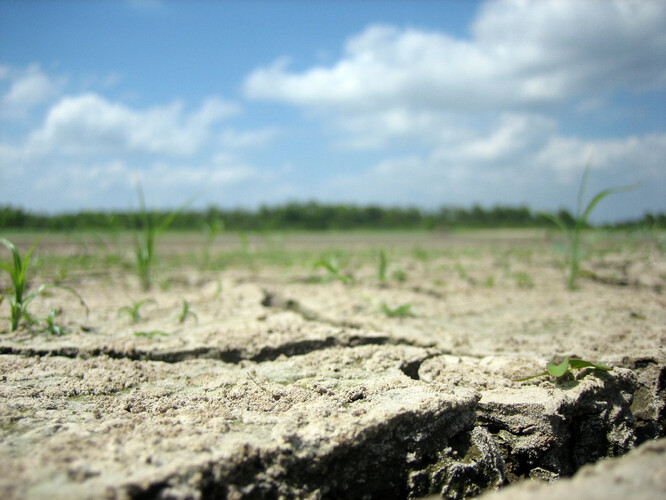Vyhlídky na další dny z hlediska zemědělského sucha nejsou příliš příznivé. / Ilustrační foto