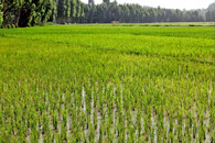 rýžové pole v Íránu