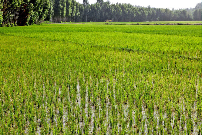 Rýžové pole v íránské provincii Isfahan. Pěstování rýže je extrémně náročné na vodu.