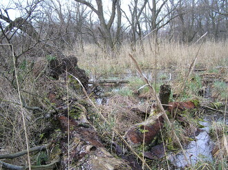 Často zaplavovaný luh pralesovitého vzhledu je na jižní Moravě optimálním předpokladem osídlení střevlíkem lužním.