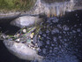 Přetížený dočišťovací rybník po zásahu odpadních vod z odlehčení splaškové kanalizace po dešti: černá bezkyslíkatá voda a mrtvé ryby spolu s materiálem, který běžně kanalizací putuje spolu se splašky.