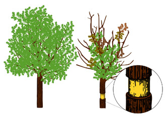 Kroužkování (girdling, ring-barking) spočívá v odstranění borky po celém obvodu kmene stromu a přerušení vodivých pletiv (floému).