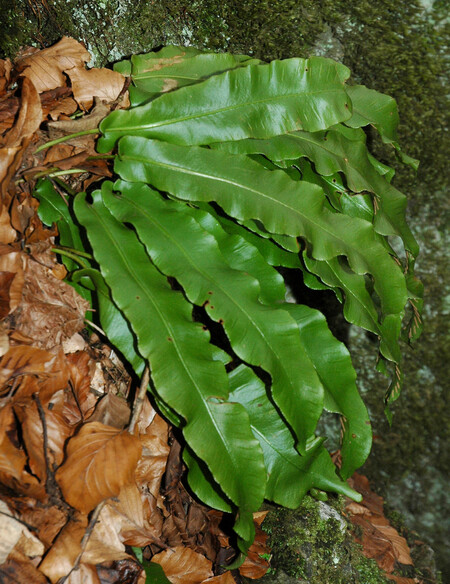 Jelení jazyk celolistý (Phyllitis scolopendrium) roste kolem jezírka v počtu přes 300 kusů.