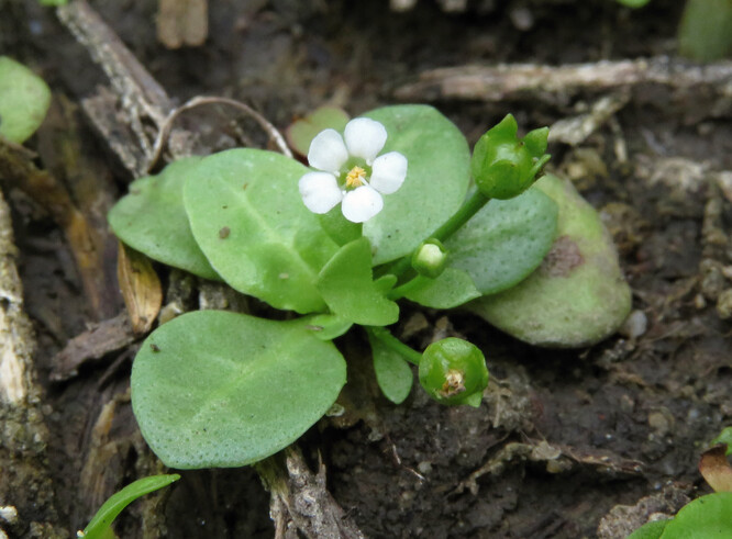 Solenka Valerandova – další kriticky ohrožený druh, který se v šakvickém biocentru a na okolních zamokřených polích objevil v tísících jedinců. Kvetoucí rostliny často nedosahují výšky ani 5 cm.
