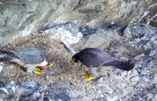 Sokolí pár při střídání na hnízdě, vlevo kroužkovaný samec (fotopast).