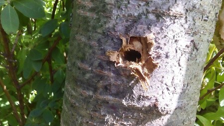Neznámý vandal zničil ve Valašském Meziříčí na Vsetínsku deset stromů. Do kmenů třešní v Sokolské ulici a v ulici 1. máje navrtal otvory a následně do nich nalil chemickou látku, která zapříčinila uschnutí stromů.