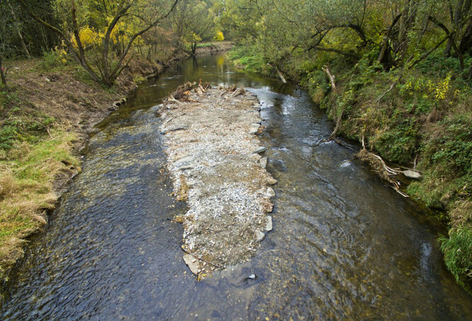 Řeka Morava v revitalizovaném úseku u Štepánova v Chráněné krajinné oblasti LItovelské Pomoraví.