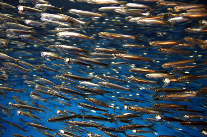 "Odhadujeme to asi na 190 tun ryb. Zřejmě uhynuly v důsledku oceánografických jevů, které způsobily změnu teploty vody a nedostatek kyslíku v ní," uvedl ředitel místní pobočky úřadu pro rybolov Iván Oyarzún. Ilustrační foto