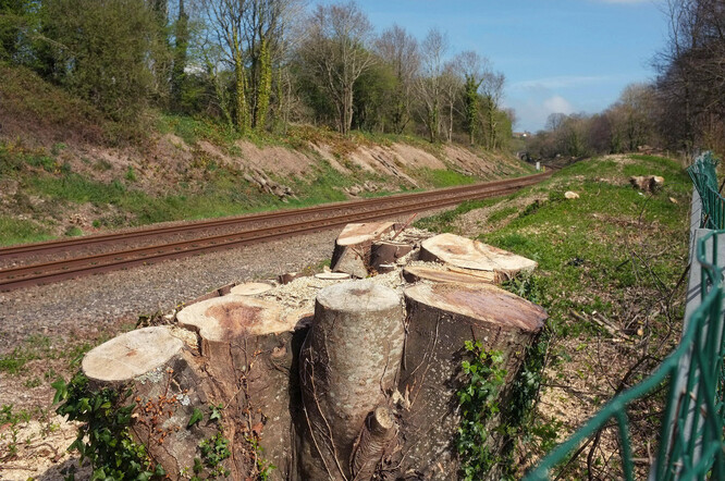 Zatímco se sází řada stromů, okolo železnic se každý rok kácí více stromů.