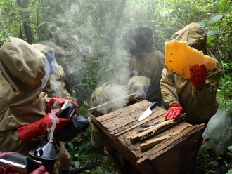 Kamerunský prales můžete chránit i chovem včel.