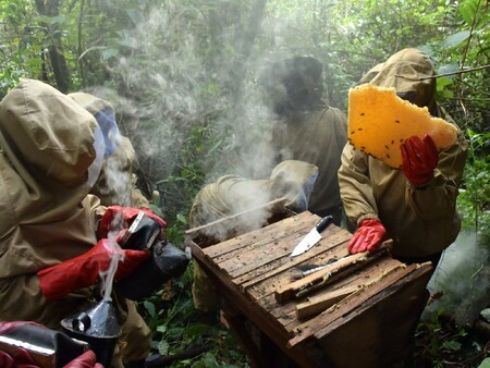 Pokud chcete včelaření v Kamerunu přežít, musí to být týmová práce.