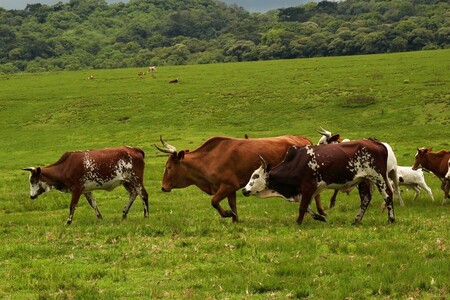 Krávy jsou v Kamerunu statusový symbol. Čím víc, tím větší prestiž.