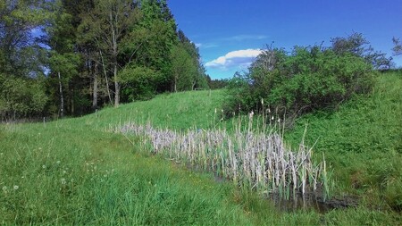 Již několik let nově vybudované tůně u Navrátilova lesa ve Zdoňově , „přežily“ loňské extrémní sucho se 40 cm vody.