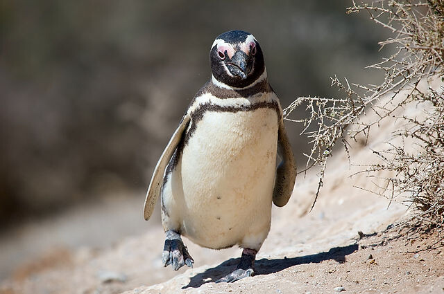 Tučňák magellanský.