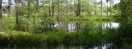 Padrťské rybníky Foto: Brdy-res publica / Wikimedia Commons