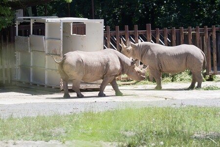 Pětici nosorožců čeká v neděli téměř třicetihodinová cesta do národního parku Akagera ve Rwandě. Tu stráví každý ve své přepravní bedně. Na pobyt v ní si nejdříve musí postupně zvyknout.