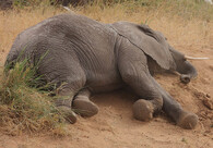 Mrtvý slon (s kly)