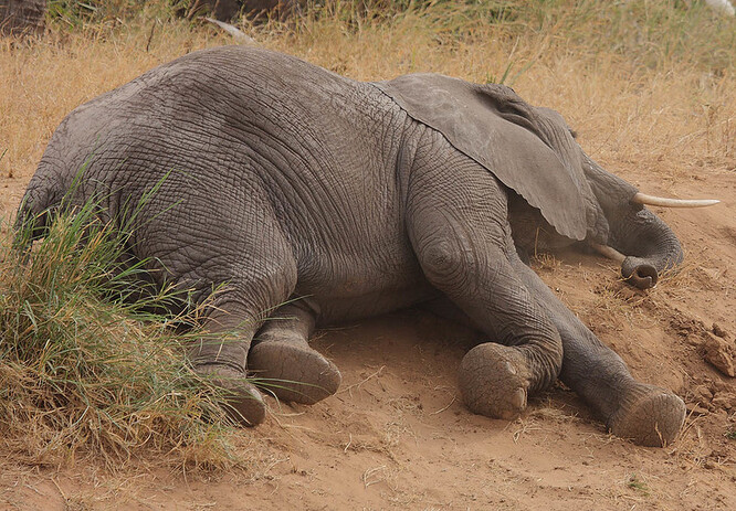 Sucho podle zprávy ochránců nejvíce pociťují býložravé druhy. "Slonů se sucho rovněž velmi dotýká kvůli úbytku pastvy a mláďata navíc nemohou dosáhnout na vegetaci ve výšce dvou metrů," uvádí zpráva. Slon navíc spotřebuje denně kolem 240 litrů vody.