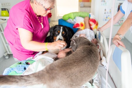 Přítulný kocour Jonáš a fenka Anička už déle než rok pomáhají přímo na nemocničním lůžku zlepšit náladu dlouhodobě hospitalizovaným ve Fakultní nemocnici Olomouc.