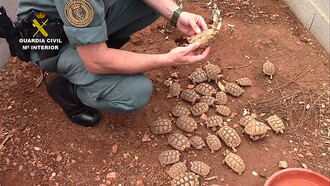 Želvy na farmě v Mallorce, které byly 22. srpna 2018 odhaleny španělskou policií.