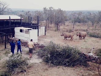Pětice vzácných nosorožců černých ve Rwandě.