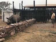 Pětice vzácných nosorožců černých ve Rwandě