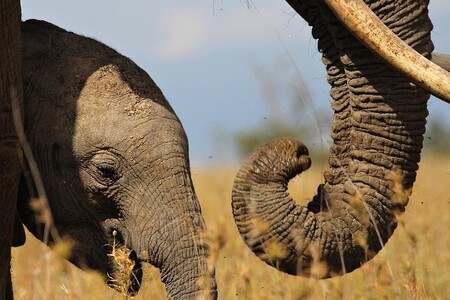 Zákaz obchodu se slony by znamenal, že zoologické zahrady a cirkusy v celé EU by již neměly přístup k stálému toku slonů z jejich původního prostředí v africké přírodě.