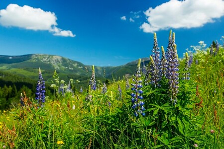 Správa Krkonošského národního parku (KRNAP) varuje před šířením invazivní rostliny lupiny mnoholisté, známé také jako vlčí bob mnoholistý.