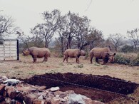 Pětice vzácných nosorožců černých ve Rwandě